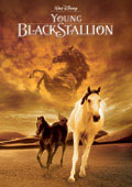 Young Black Stallion