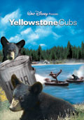 Yellowstone Cubs