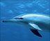 Dive into Earth's deep blue heart with Disneynature's latest film, 