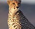 African Lion, The