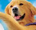 Air Bud Spikes Back