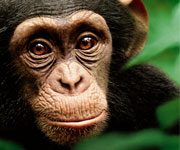 Disneynature:...