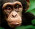 Disneynature: Chimpanezee