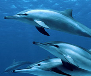 Dive into Earth's Deep Blue Heart ... Our Oceans