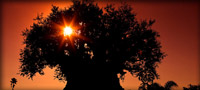 Tree Of Life