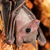 Bat Conservation International