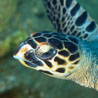 International Fund for Animal Welfare