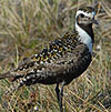 Wildlife Conservation Society