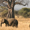 African Wildlife Foundation