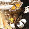 Ecolife Foundation
