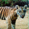 World Wildlife Fund