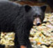 The Nature Conservancy