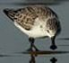 BirdLife International