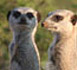 Conservation International