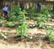 Conservation Clubs and Nature Corners