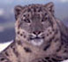 Saving the Ghost-Cat's Snowy Habitat
