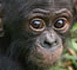 African Wildlife Foundation