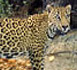 Northern Jaguar Project