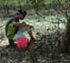 Mangrove Action Project