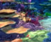 Finding Nemo image